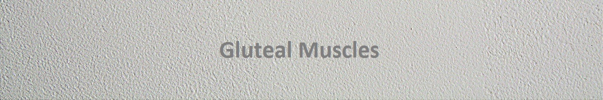 Gluteal Muscles